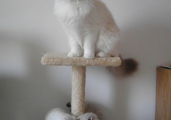 Ginger et ses chatons : cliquer photo - Chatterie Ragdolls du Val de Beauvoir